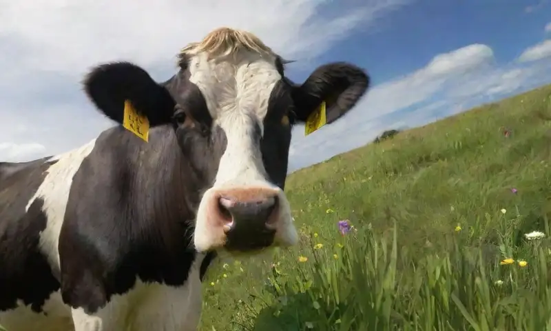 Una vaca Holstein hermosa descansa en un prado verde bajo un cielo azul con nubes
