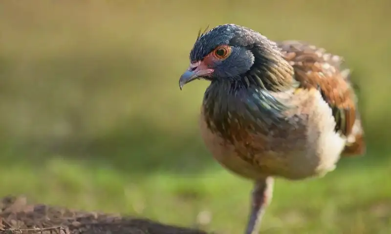 Un ave infectada con cólera aviar muestra plumas iridiscentes y signos de deshidratación en un entorno rural