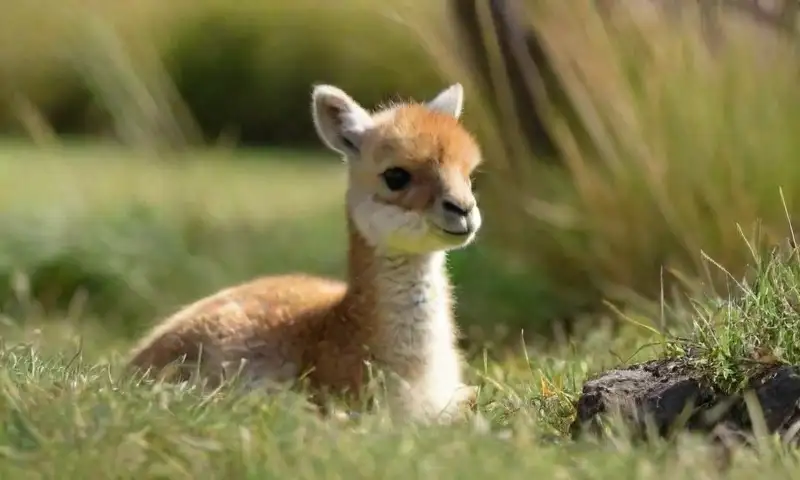 Un bebé guanaco con pelaje suave y marrón