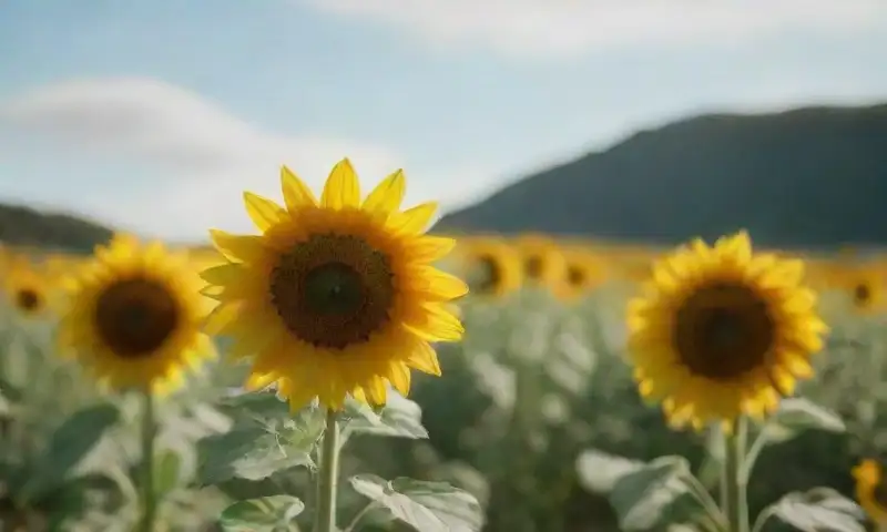 Un campo de girasoles dorados se mueve suavemente bajo un cielo azul, iluminado por el sol