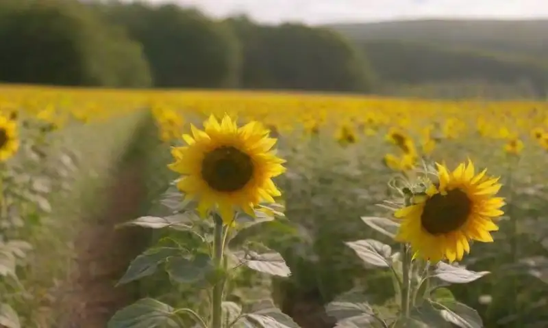 Un vibrante campo de girasoles dorados se mece suavemente bajo un cielo azul