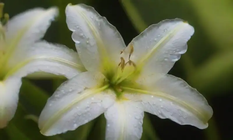 Lirios blancos en plena floración destacan por sus pétalos suaves y detalles intricados