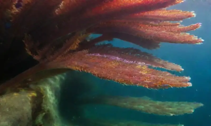 Frondas verdes brillantes de macroalgas se entrelazan en un paisaje submarino lleno de vida y color