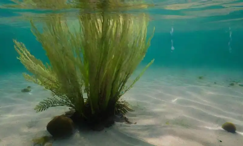 Escena submarina vibrante con diversas especies de macroalgas en verdes ricos, iluminadas por el sol, creando un entorno acuático armónico y realista