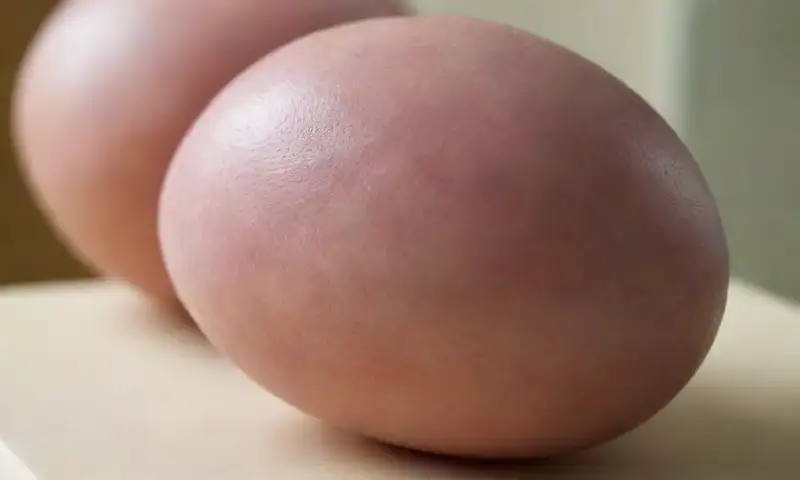 Modelo anatómico de testículos humanos con textura realista y detalles precisos
