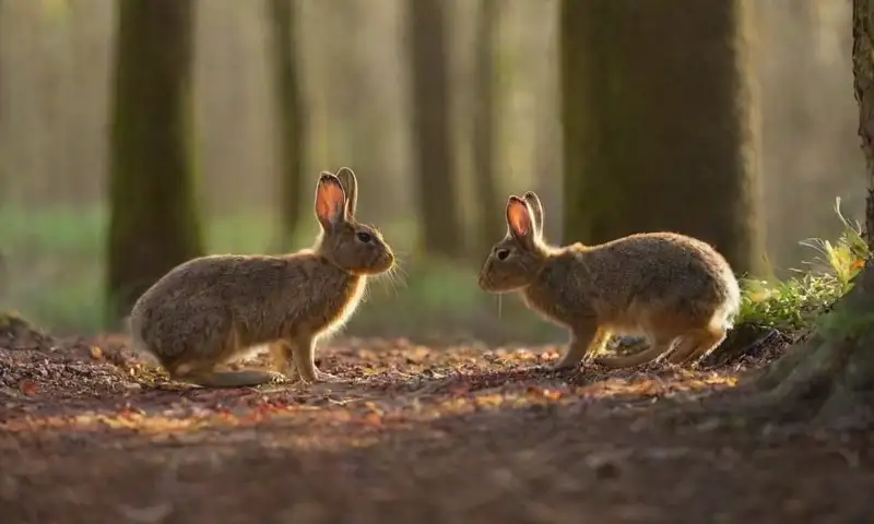 Un grupo de conejos asustados y con el pelaje enmarañado se encuentra en un bosque tenue